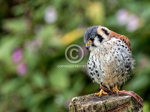 American Kestrel On Tree Stump Looking Down