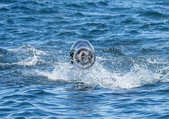 Sea lion breaking the surface of the ocean swimming fast Sea lion breaking the surface of the ocean swimming fast