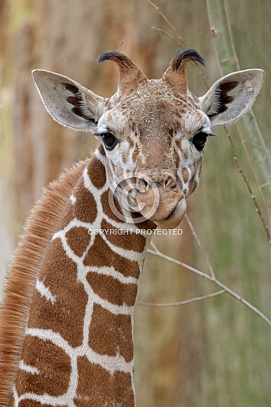 Reticulated giraffe (Giraffa reticulata) Reticulated giraffe (Giraffa reticulata)