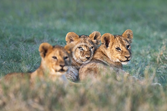 Three lion cubs snuggling in the grass Three lion cubs snuggling in the grass