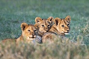 Three lion cubs snuggling in the grass