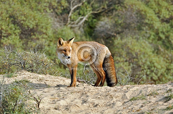 Red Fox (vulpes vulpes) Red Fox (vulpes vulpes)