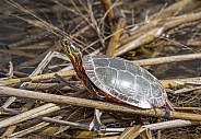 Painted Turtle