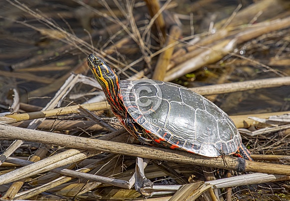 Painted Turtle