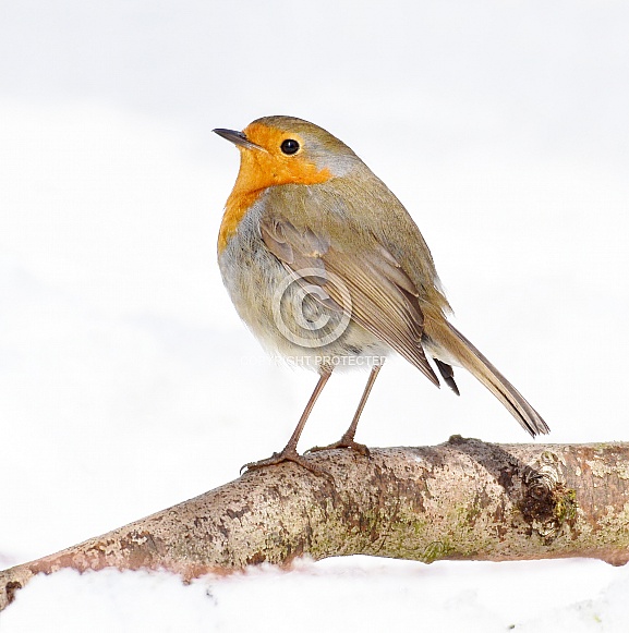 Robin Robin