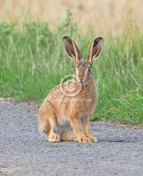 Brown Hare
