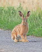 Brown Hare