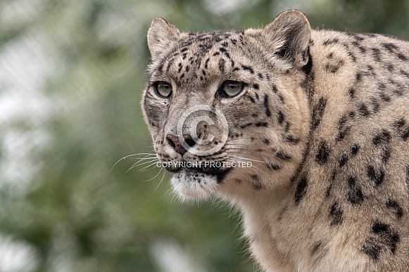 Snow Leopard Side Profile Close Up