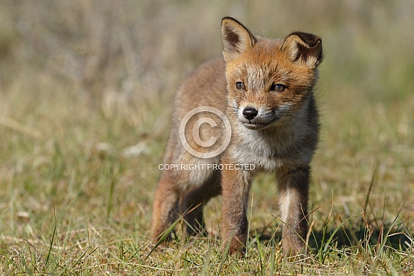 Red fox cubs Red fox cubs