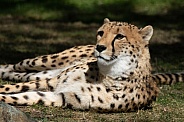 Cheetah