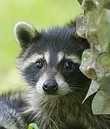 Raccoons
