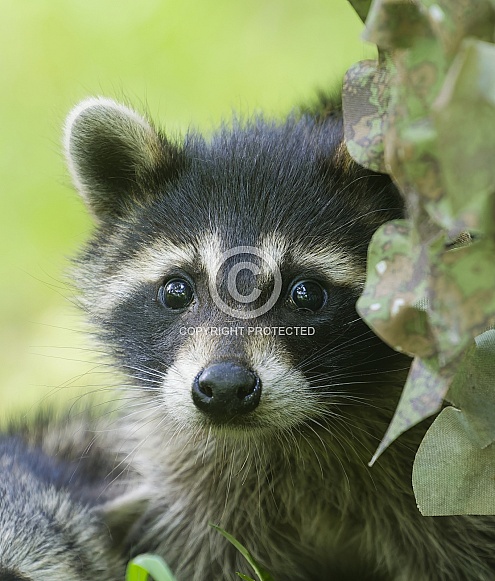 Raccoons