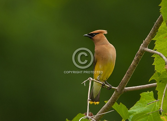 Cedar Waxwing Cedar Waxwing
