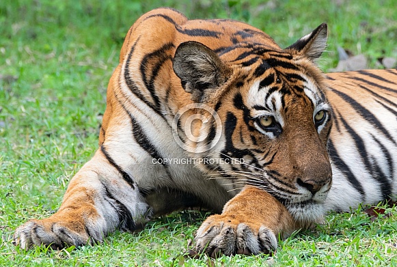 Royal Bengal Tiger