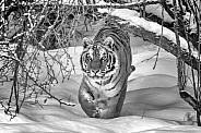 Siberian Tiger-Shadow Cat