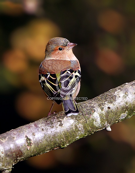Chaffinch