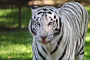 White Tiger