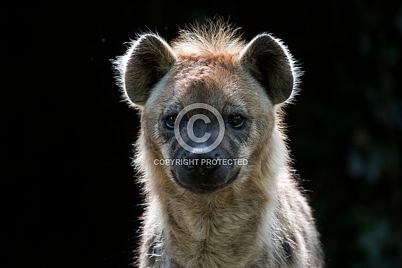 Spotted Hyena (Crocuta crocuta)