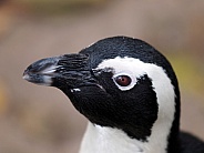 Jack ass penguin