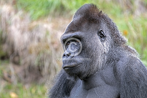 Gorilla