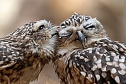 The burrowing owls (Athene cunicularia)