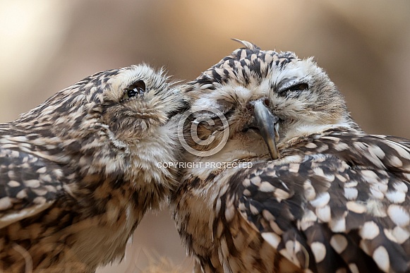 The burrowing owls (Athene cunicularia)