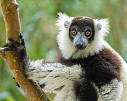 Black and White Ruffed Lemur