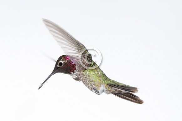 Anna's hummingbird, Calypte anna Anna's hummingbird, Calypte anna