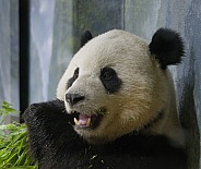 Giant Panda