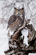 Great Horned Owl