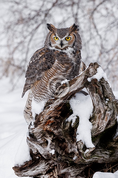 Great Horned Owl