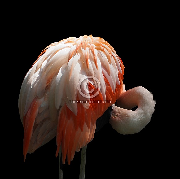 Flamingo