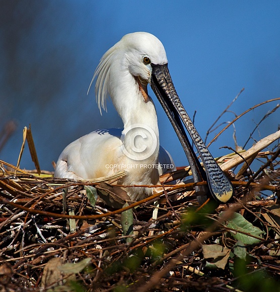 Eurasian Spoonbill - Japan
