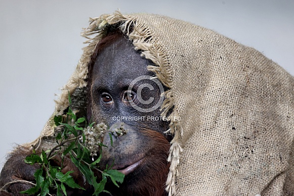 Bornean orangutan (Pongo pygmaeus)