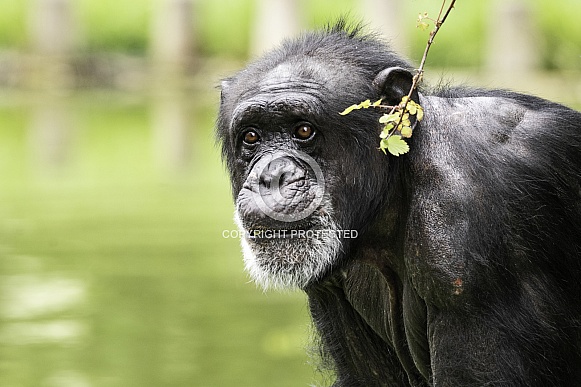 Chimpanzee Close Up Chimpanzee Close Up