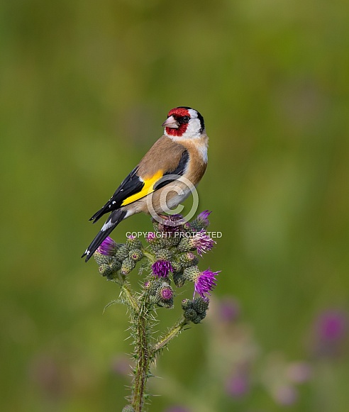 Goldfinch