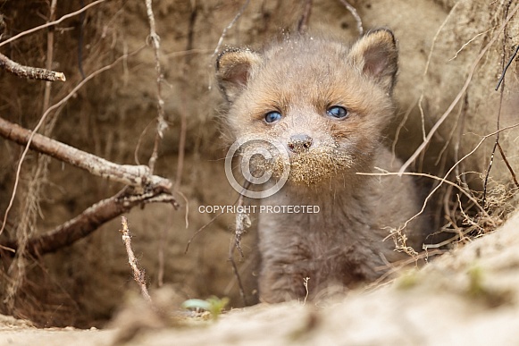 Red fox and cubs