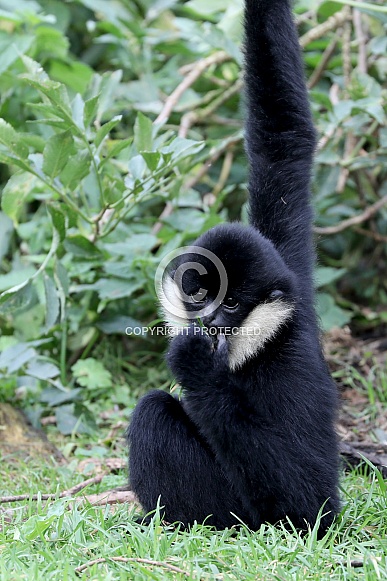 Northern white-cheeked gibbon (Nomascus leucogenys) Northern white-cheeked gibbon (Nomascus leucogenys)