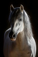 Andalusian Horse--Equine Perfection