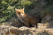 Red fox cub/cubs in nature