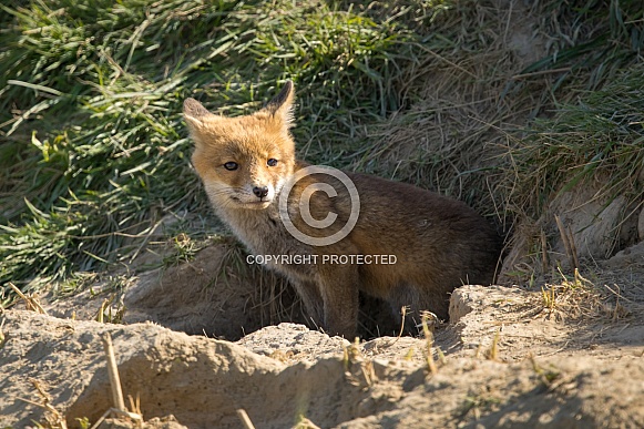 Red fox cub/cubs in nature