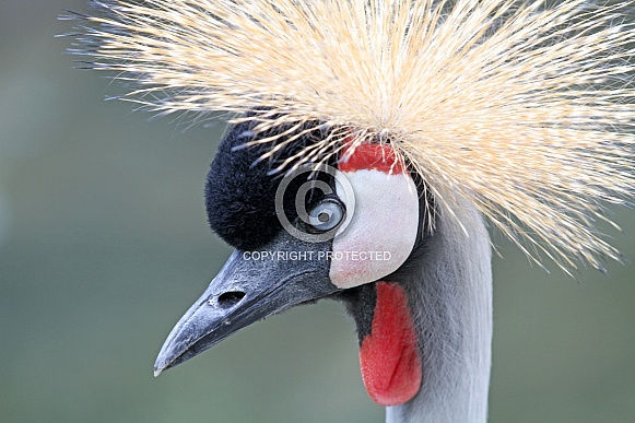 Grey crowned crane (Balearica regulorum)