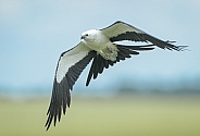 swallow tailed kite - Elanoides forficatus flying with talons out grabbing a bug in mid air is a pernine raptor which breeds from the southeastern United States to eastern Peru and northern Argentina