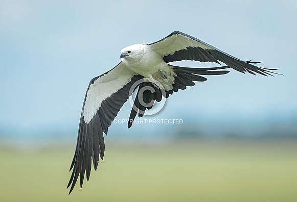 swallow tailed kite - Elanoides forficatus flying with talons out grabbing a bug in mid air is a pernine raptor which breeds from the southeastern United States to eastern Peru and northern Argentina