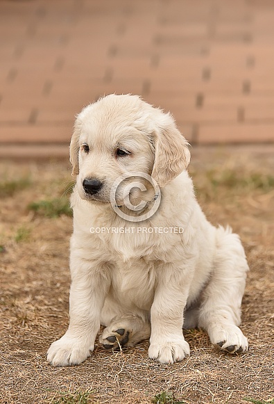 Golden retriever puppy Golden retriever puppy