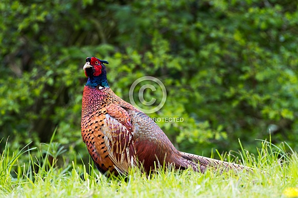 Pheasant bird a bird with beautiful colours