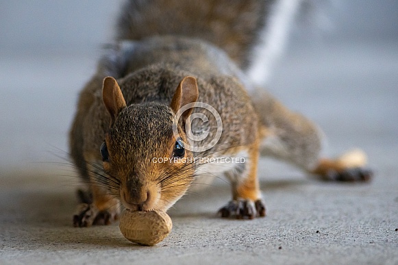 Gray Squirrel