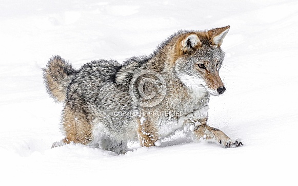 Coyote Coyote