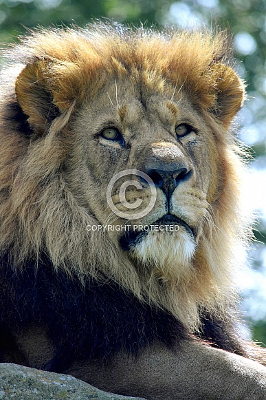 African Lion African Lion