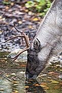 Reindeer Drinking